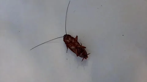 Dead cockroaches upside down on the floor Stock Footage 286331046