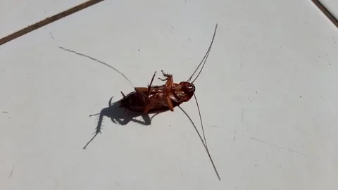 Dead cockroaches upside down on the floor Stock Footage 286331058