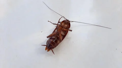 Dead cockroaches upside down on the floor Stock Footage 286331065