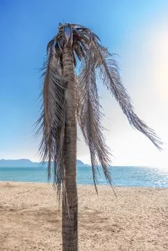 Dead coconut tree on the beach. Stock-Fotos