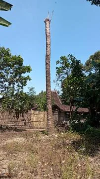 Dead coconut tree Stock Photos