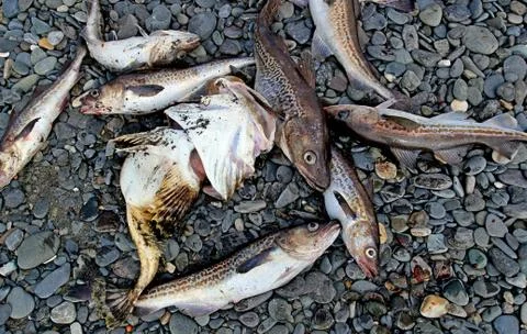 Dead cod and pollock on the beach Stock Photos
