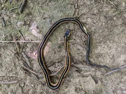 Dead Common Garter Snake Decomposing on Dry Cracked Earth with Flies Stock-Fotos