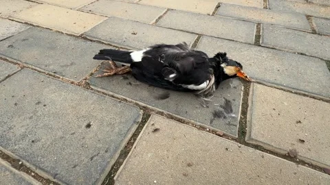 Dead Common Myna on Pavement with Ants Scavenging in Urban Environment Stock Footage 337983065
