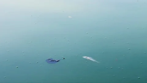 Dead common roach (Rutilus) fish floating on the water surface Video stock 106781294