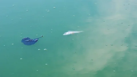 Dead common roach (Rutilus) fish floating on the water surface Stock Footage 106781436