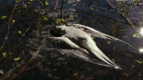 Dead common tern floating on water Stock Footage 83209844