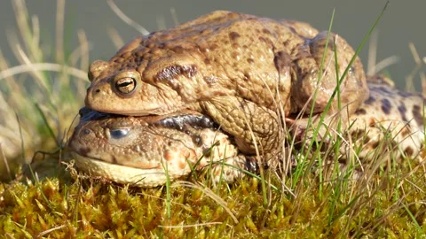 Dead common toad Bufo bufo female and male still holding her. Stock Footage 305903041