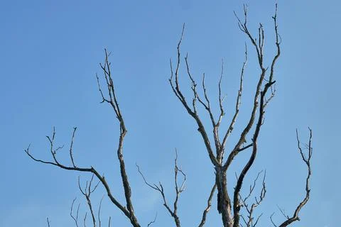 Dead, completely dry tree on a background of blue sky. Stock Photos