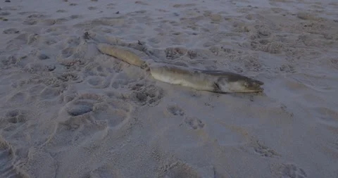 Dead Conger eel fish carcass washed up dead on the beach next to ocean with.. Stock Footage 275249427