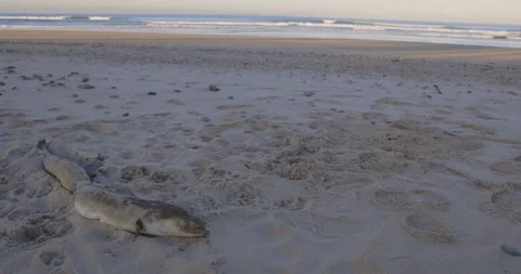 Dead conger eel fish washed up on beach in the morning Stock Footage 275249380
