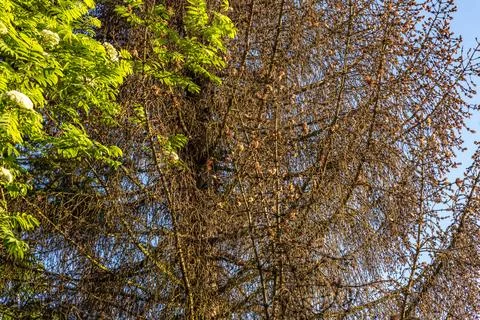 Dead Conifer Tree Trunk Without Needles Marked for Removal Stock Photos