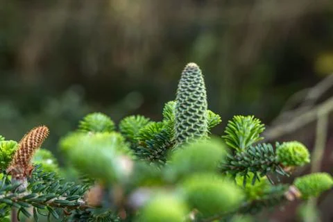 Dead Conifer Tree Trunk Without Needles Marked for Removal Stock Photos