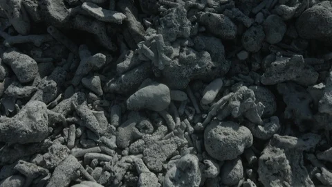 Dead coral on beach Stock-Footage 87707031