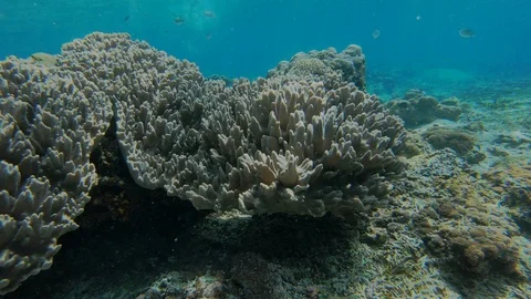 Dead Coral from Bleaching affected by warming of ocean waters climate change Vídeo Stock 120004766