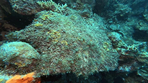 Dead coral Stock Footage 317190640