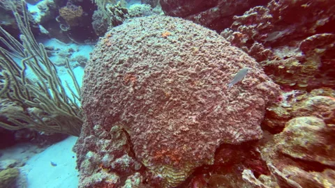 Dead coral head global warming Stock Footage 317190552