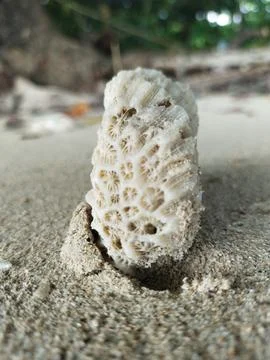 Dead coral Stock Photos