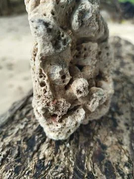 Dead coral Stock Photos