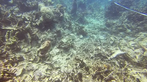 Dead coral reef Stock Footage 154996635