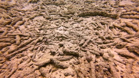 Dead coral reef Stock Footage 317187743