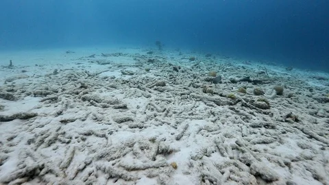 Dead coral reef global warming effects in Caribbean reefs worldwide Stock Footage 103712810