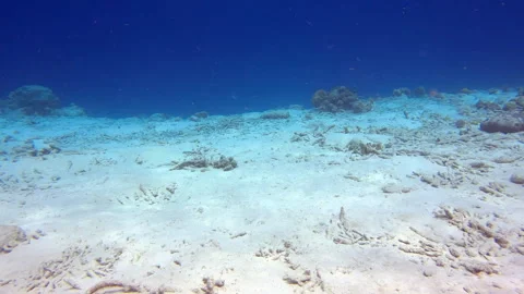 Dead coral reef from global warming Stock Footage 317188567