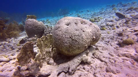 Dead coral reef global warming Stock Footage 317190636
