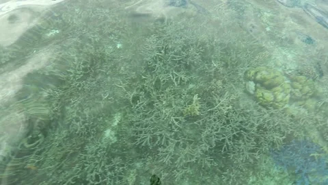 Dead coral reefs. Stock Footage 148117078