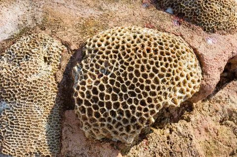 Dead coral surface with structure elements for water filtration. Biological t Stock Photos