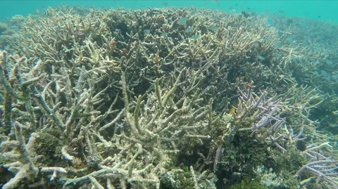 Dead coral, underwater. Stock Footage 106540698