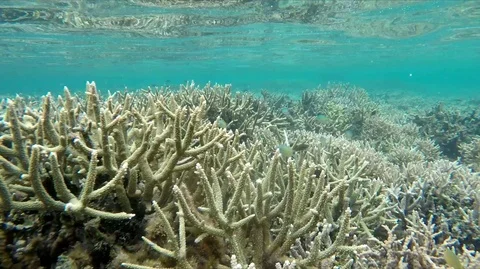 Dead coral, underwater. Stock Footage 106540752