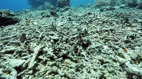 Dead Coral Stock Footage Royalty Free Stock Videos Pond5