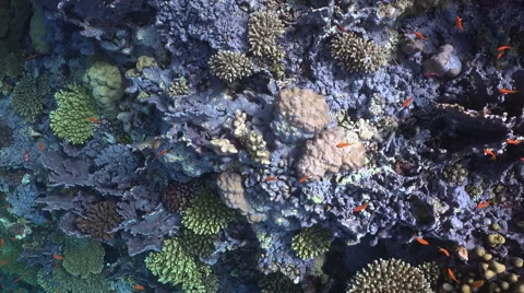 Dead corals on coral reef. Sick coral gardens Stock Footage