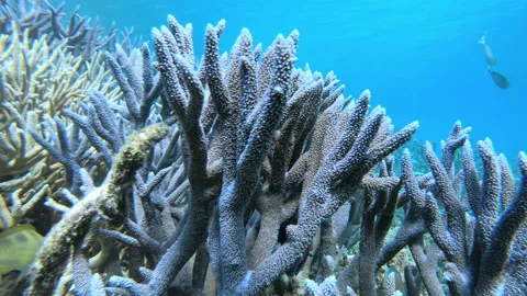 Dead corals of Great Barrier Reef in Australia Stock Footage 166122755