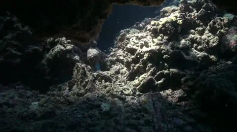Dead corals inside cave Stock Footage 33531792