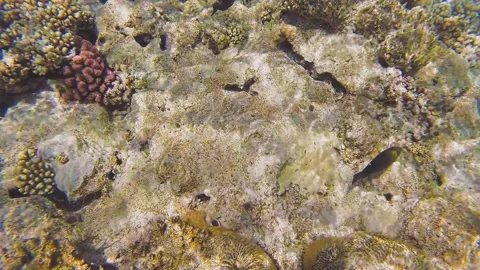Dead Corals in the sand at a depth in the azure sea water 库存影片 200233981