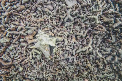 Dead Corals Texture Stock Photos