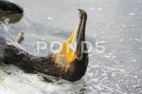 Dead cormorant in a polluted, foamed river Stock Photos