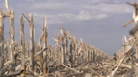 Dead Corn Crops Stock Footage