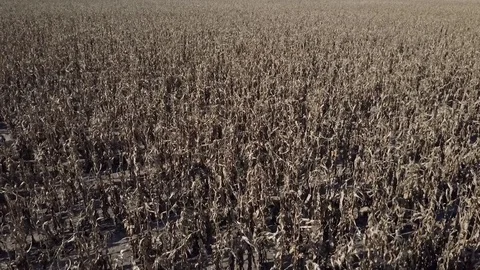 Dead Corn Fields Stock Footage 75674450