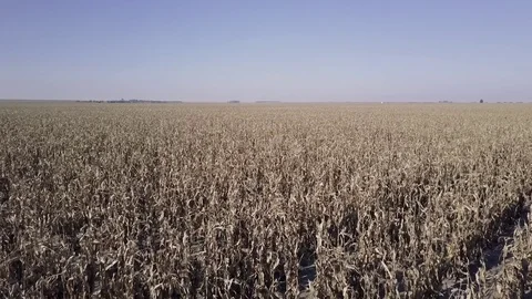 Dead Corn Fields Video stock 75686659