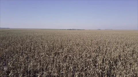 Dead Corn Fields Stock Footage 75713223