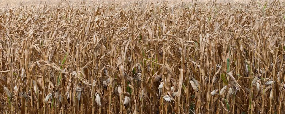 Dead corn 스톡 사진