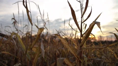 Dead cornstalks blowing in the wind at dusk Vidéo 78111608