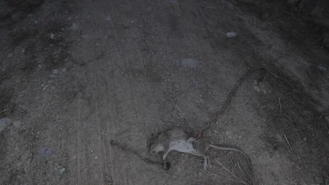 Dead countryside rat Video stock 80822734