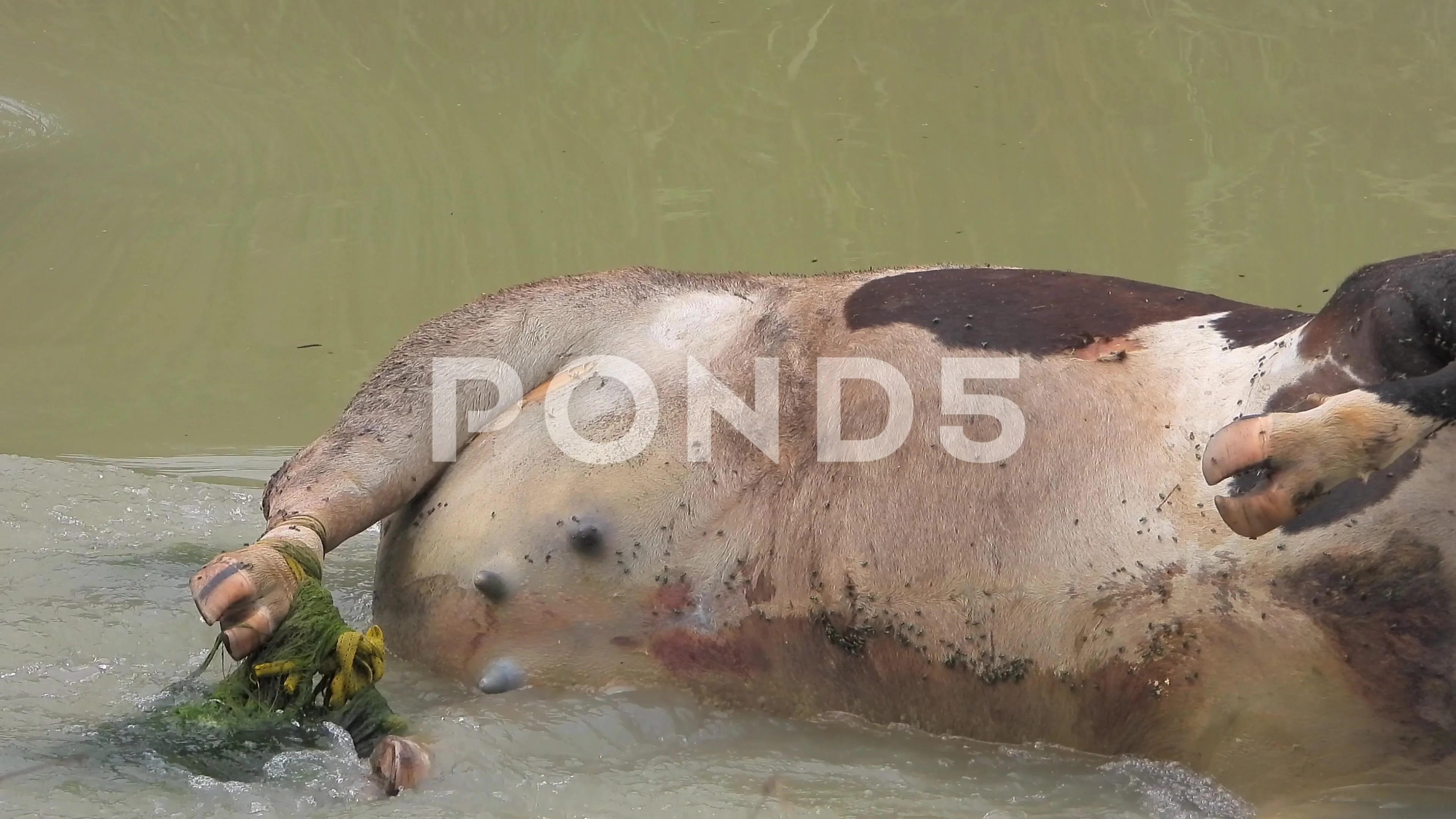 Dead Cow Animal Carcass That Died as a R... | Stock Video | Pond5