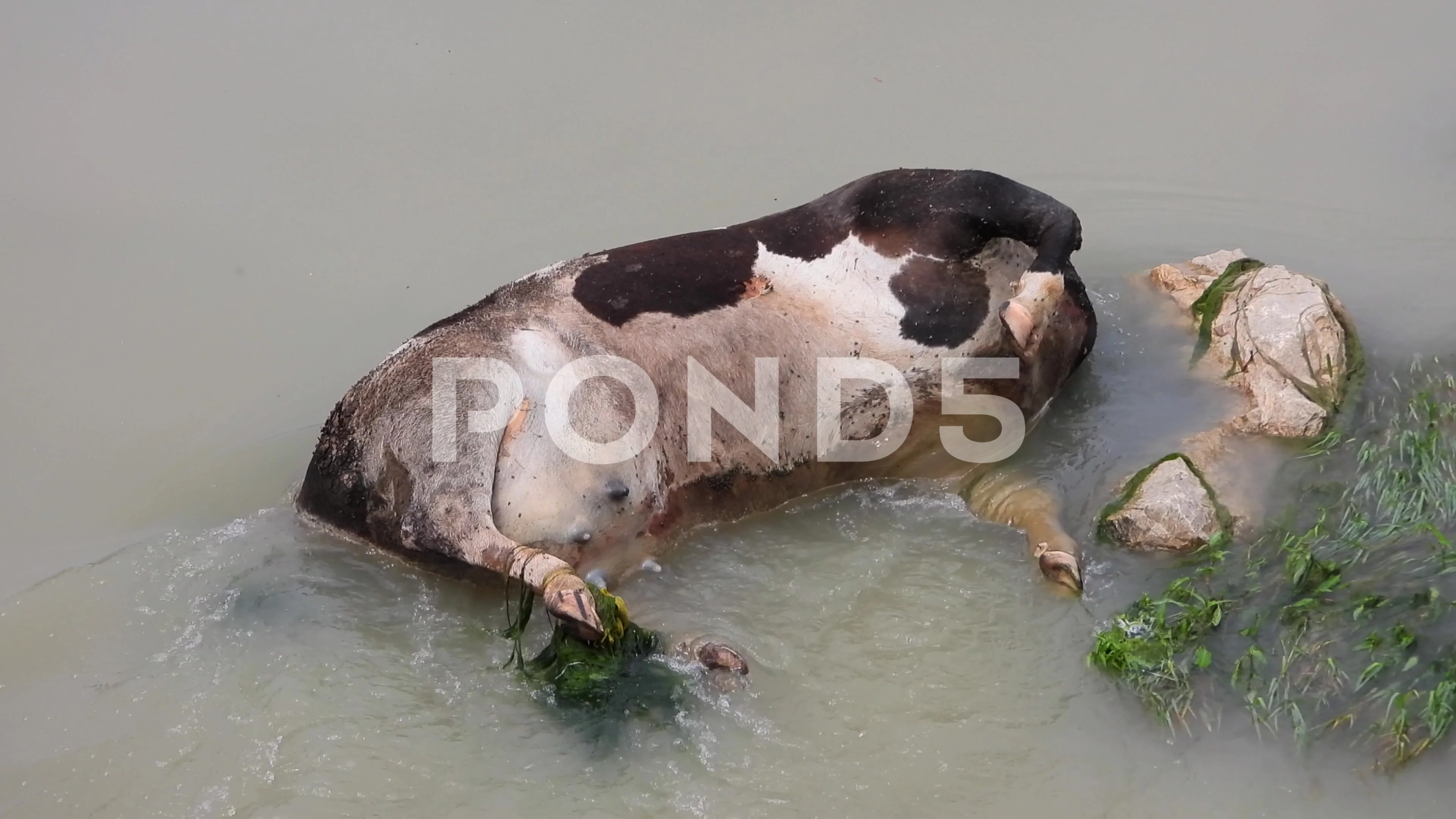 Dead Cow Animal Carcass That Died as a R... | Stock Video | Pond5