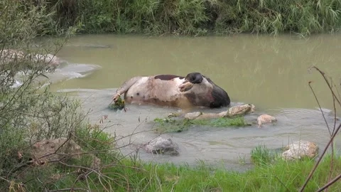 Dead cow carcass lies in river after epidemic - Dead Cattle and Fatal Outbreak Stock Footage 339946307
