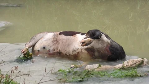Dead cow carcass lies in river after epidemic - Dead Cattle and Animal Disease 動画素材 339946492